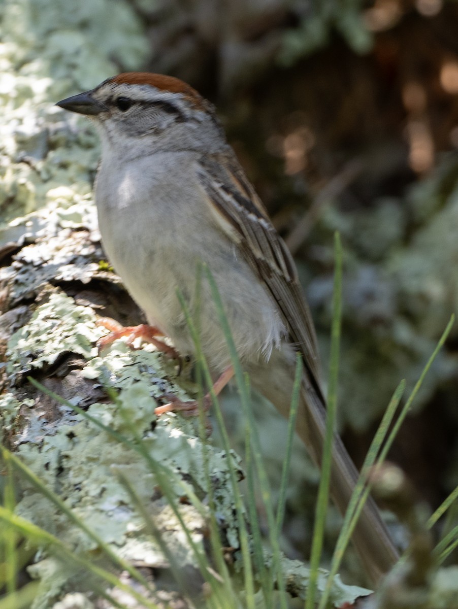 Chipping Sparrow - ML620843379
