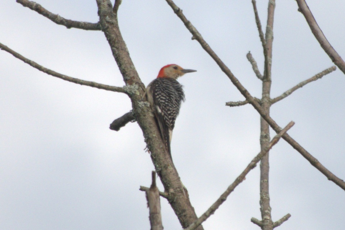 Red-bellied Woodpecker - ML620843384
