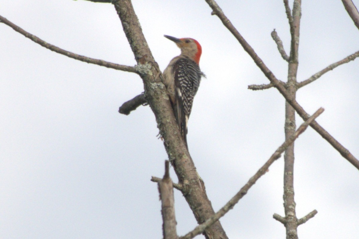 Red-bellied Woodpecker - ML620843385