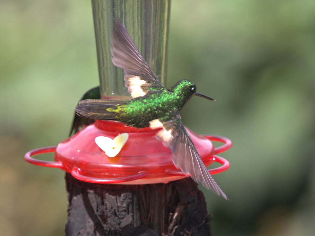 Buff-winged Starfrontlet - ML620843391