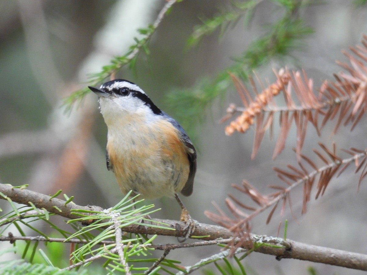 Red-breasted Nuthatch - ML620843411
