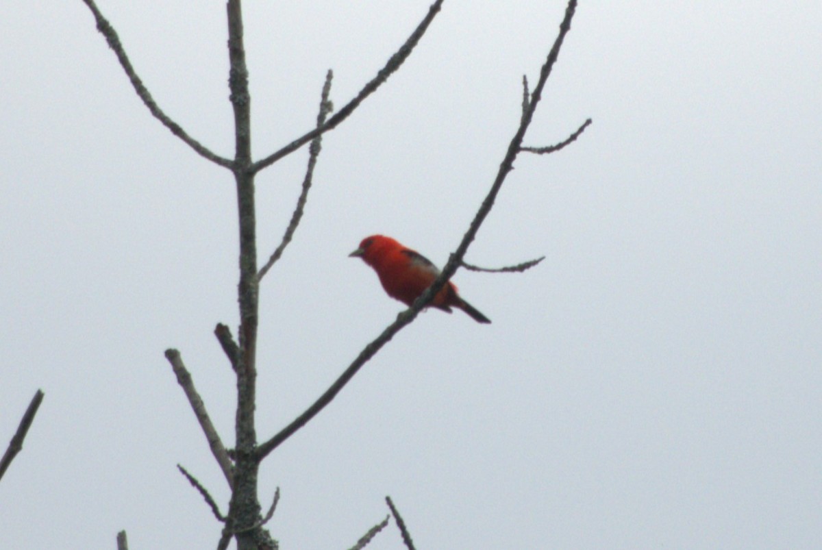 Scarlet Tanager - ML620843412