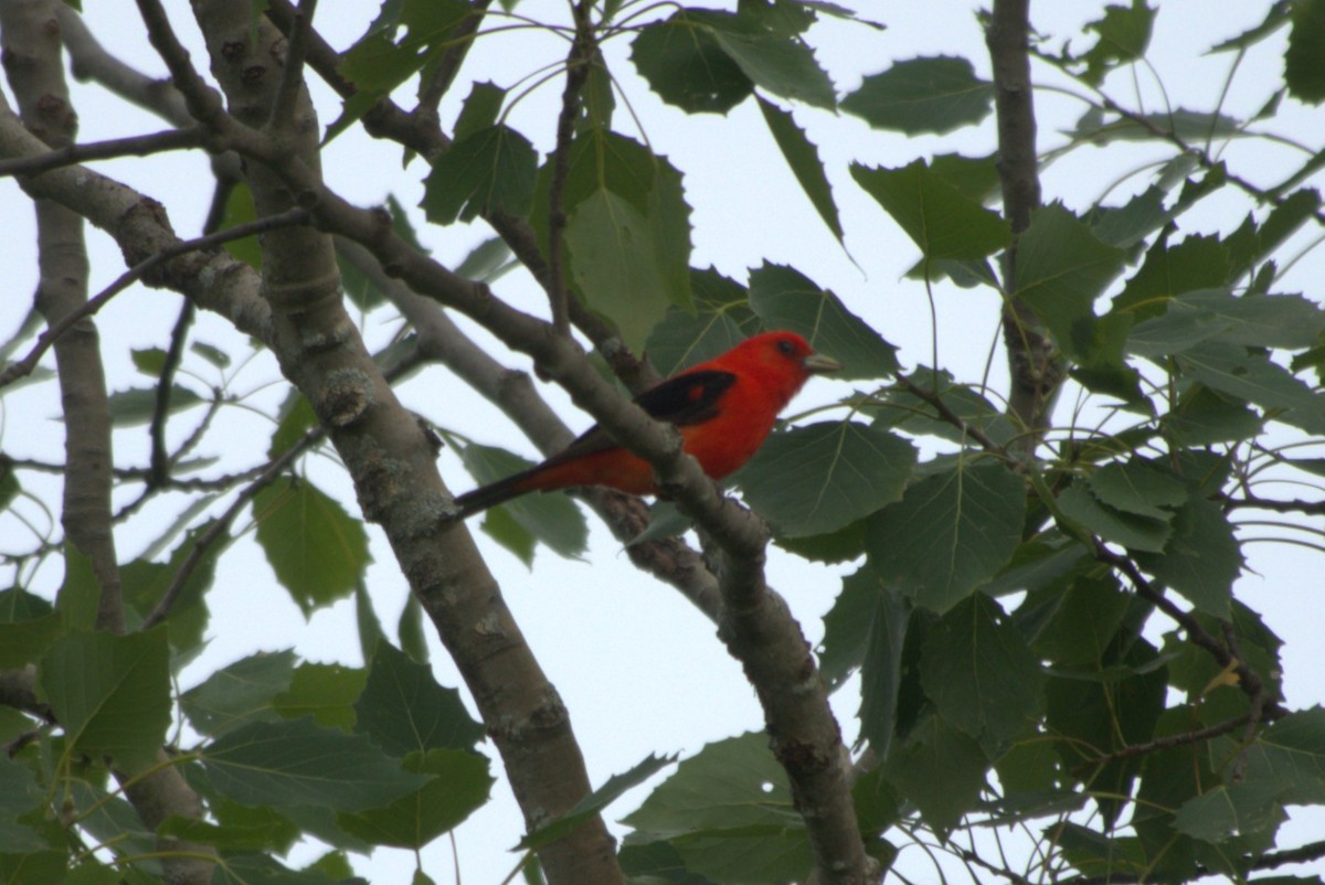 Scarlet Tanager - ML620843413