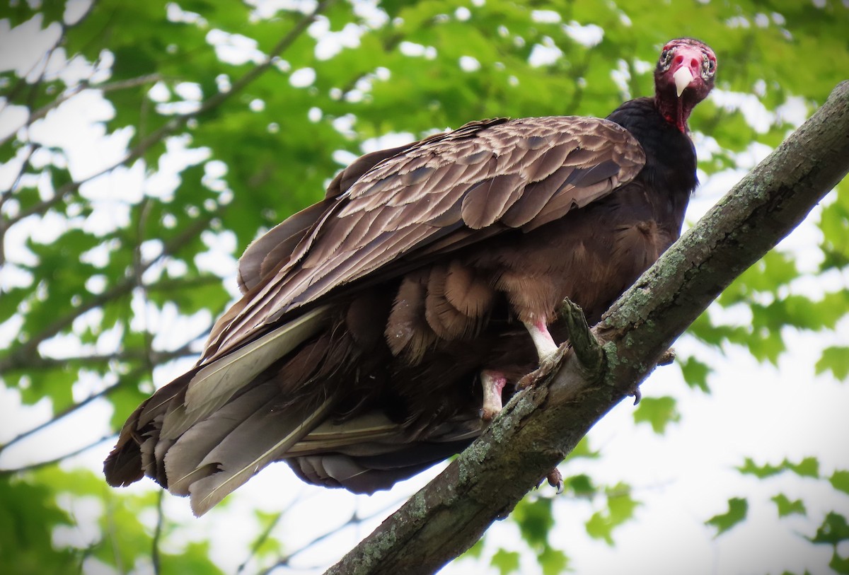 Turkey Vulture - ML620843421