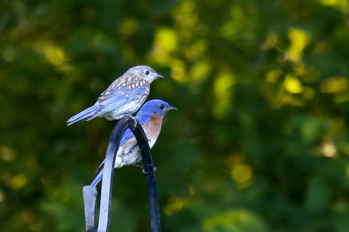 Eastern Bluebird - ML620843423