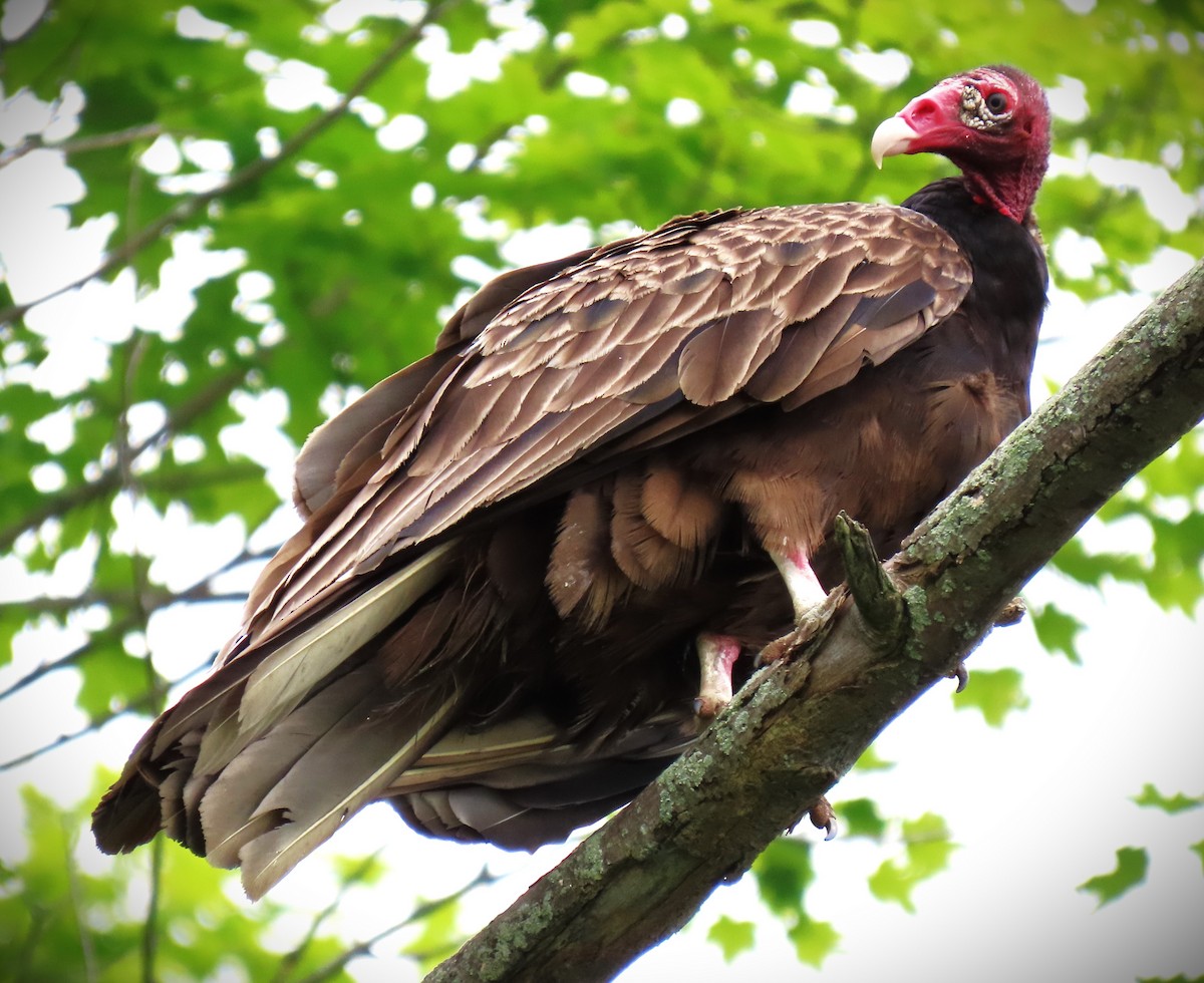 Turkey Vulture - Vicki Easton