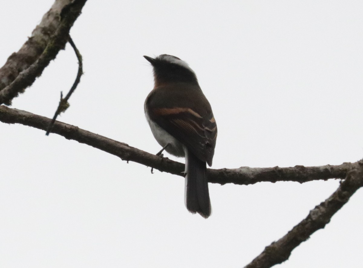 Rufous-breasted Chat-Tyrant - ML620843441