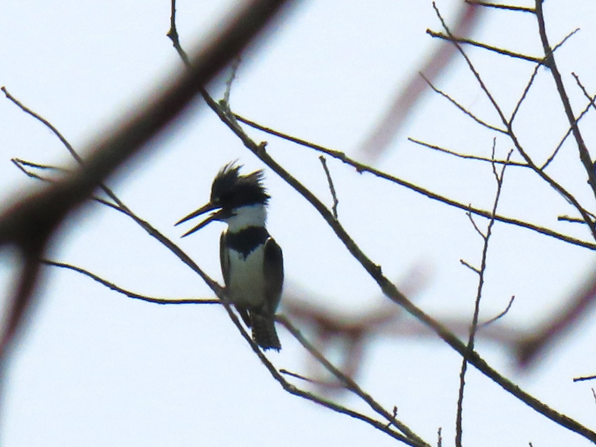 Belted Kingfisher - ML620843442