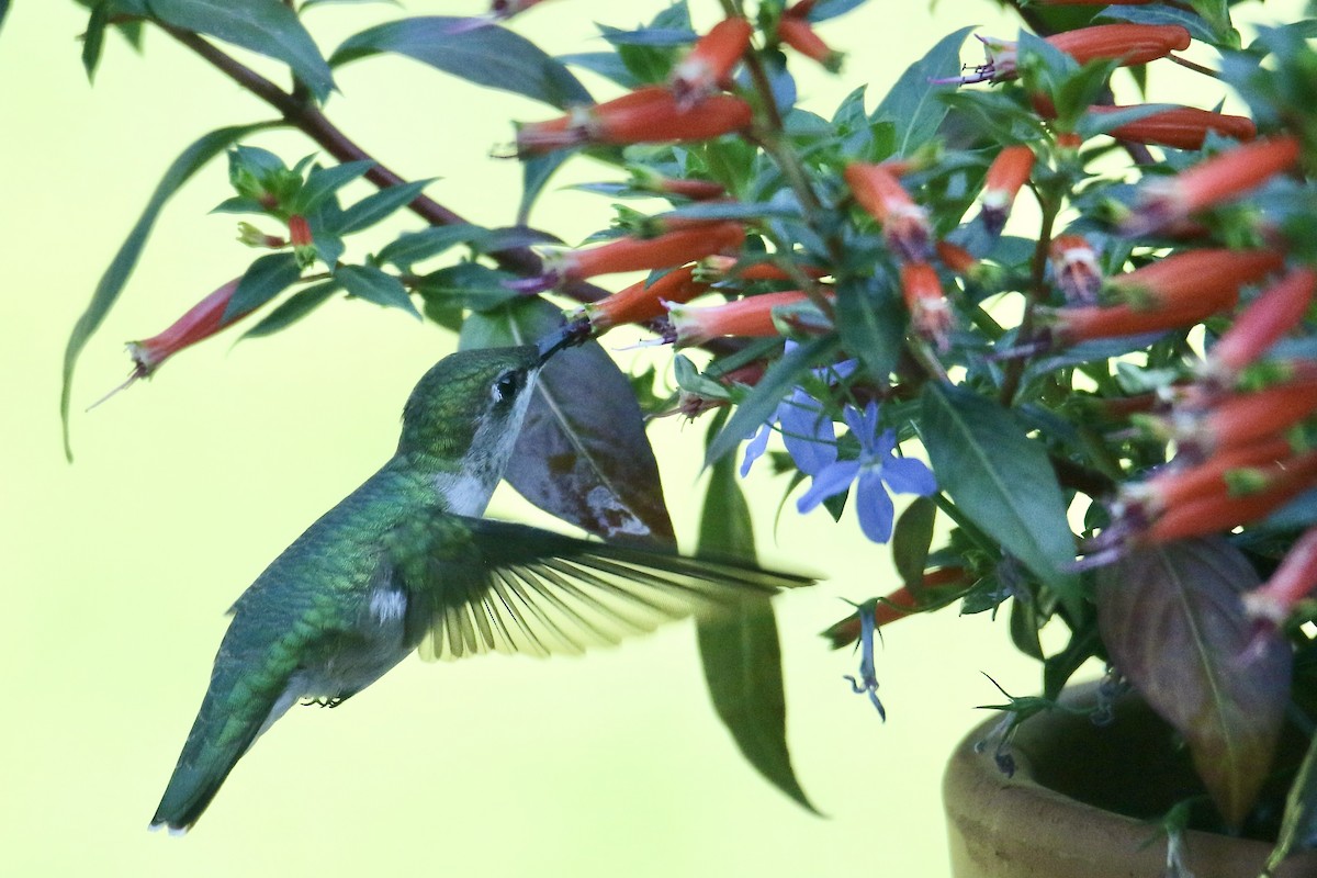Ruby-throated Hummingbird - ML620843449