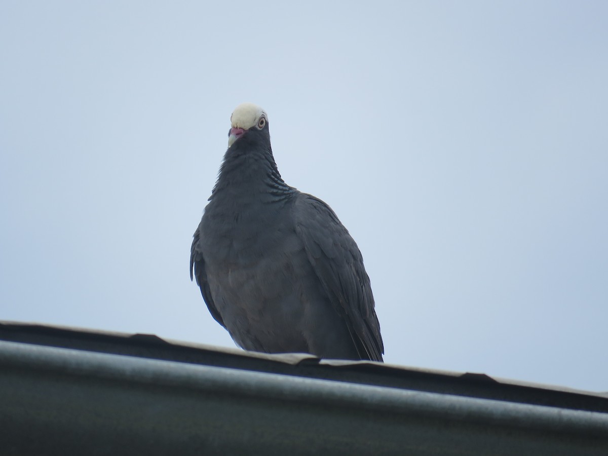 Pigeon à couronne blanche - ML620843452