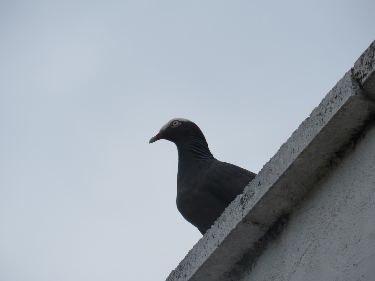 Pigeon à couronne blanche - ML620843455