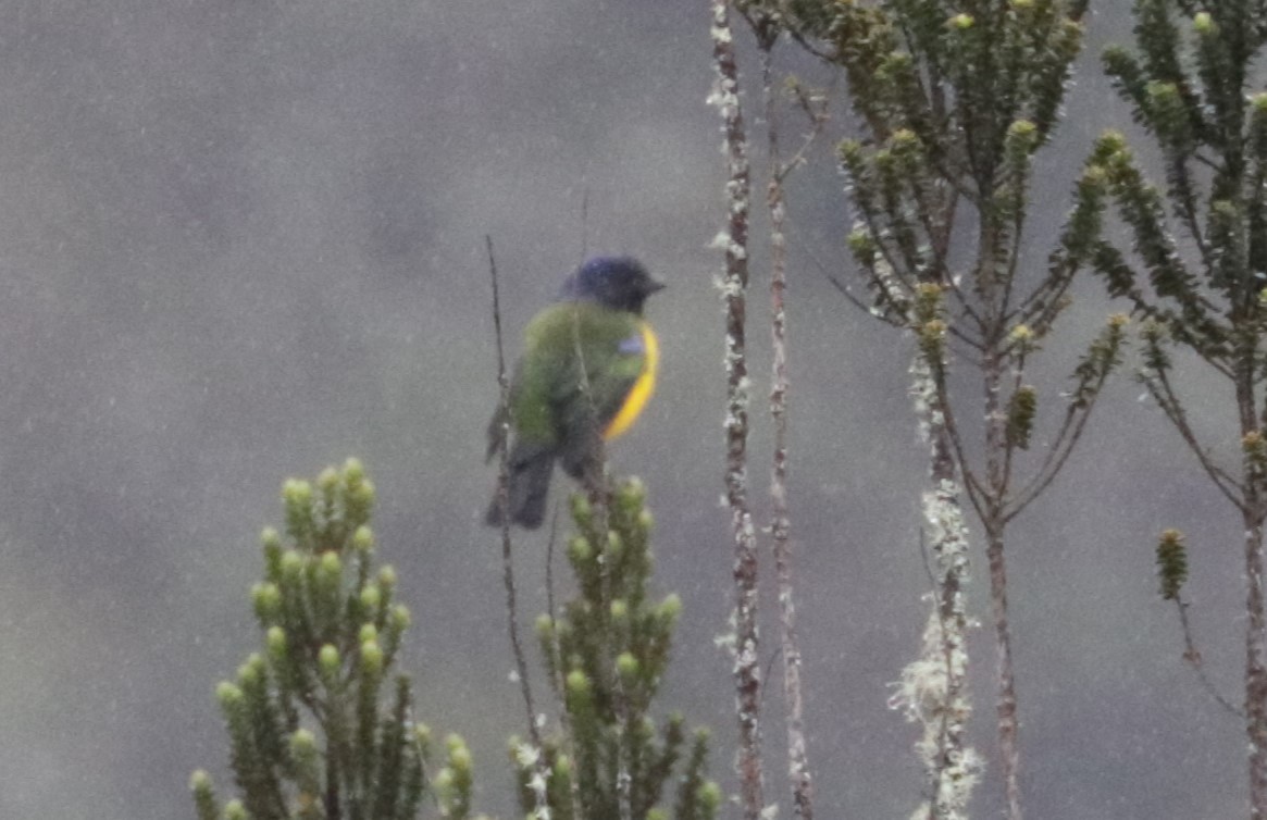 Black-chested Mountain Tanager - ML620843459