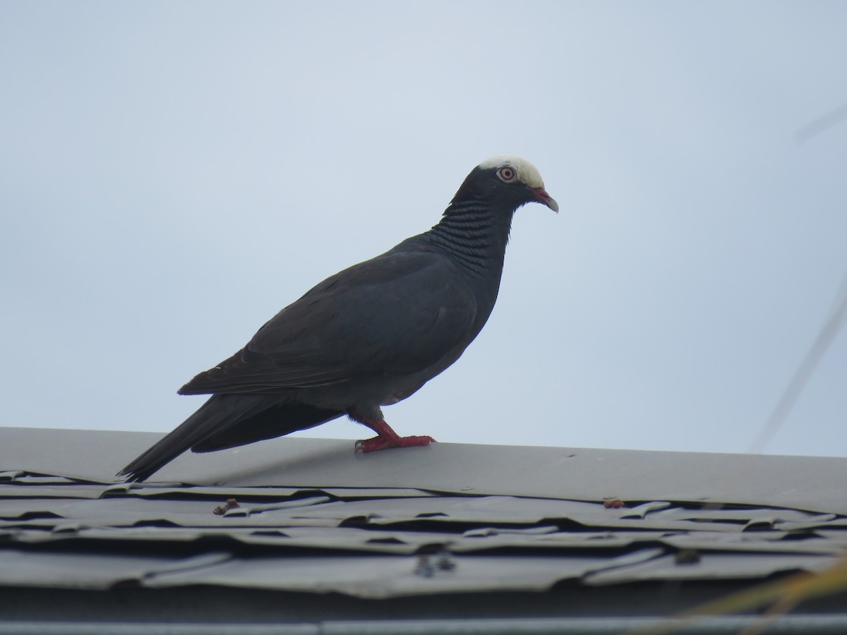 Pigeon à couronne blanche - ML620843465