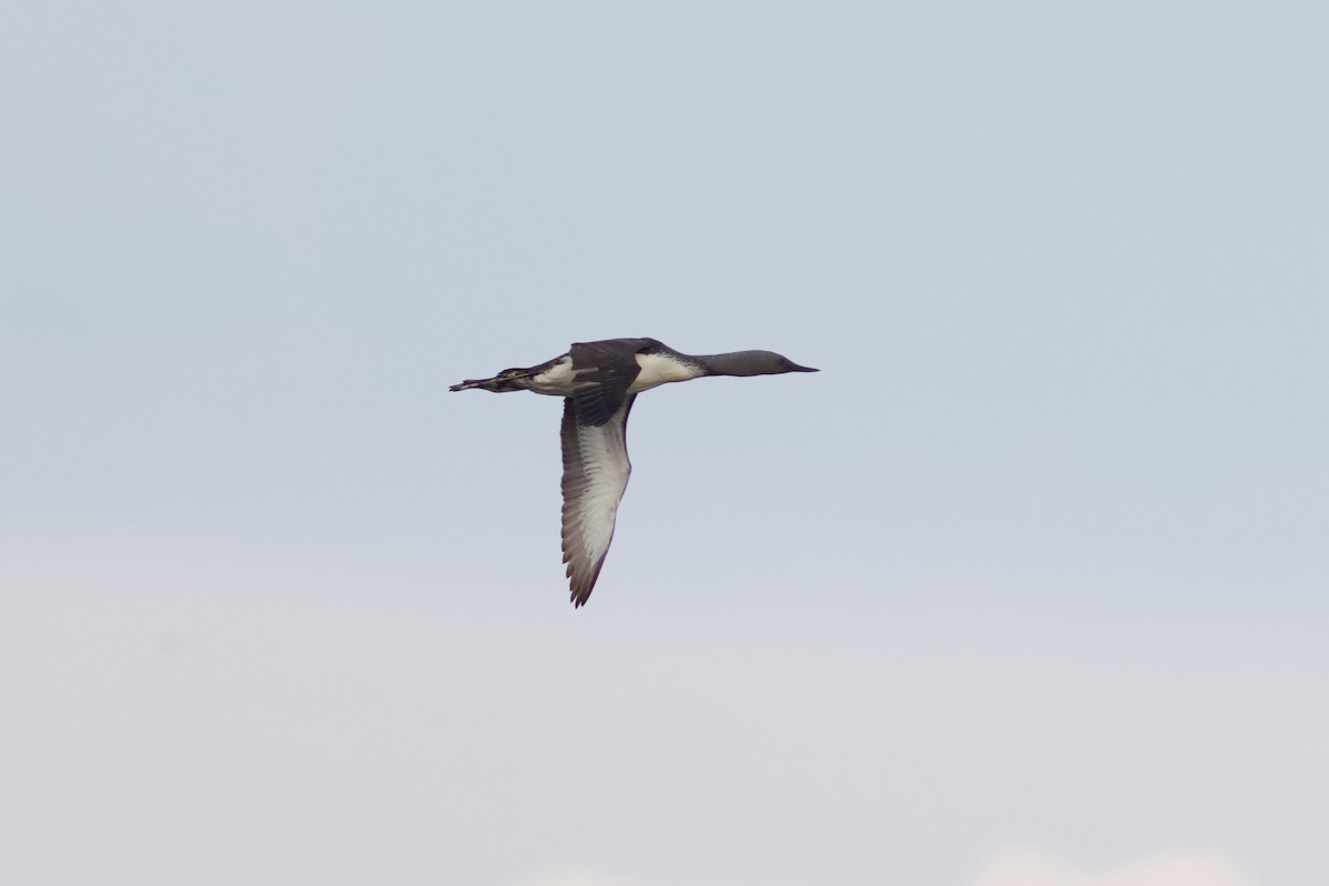 Red-throated Loon - ML620843466