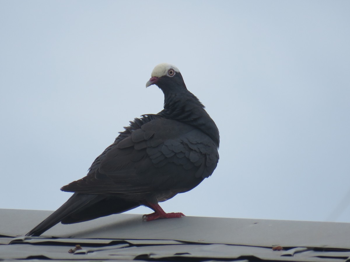 Pigeon à couronne blanche - ML620843468