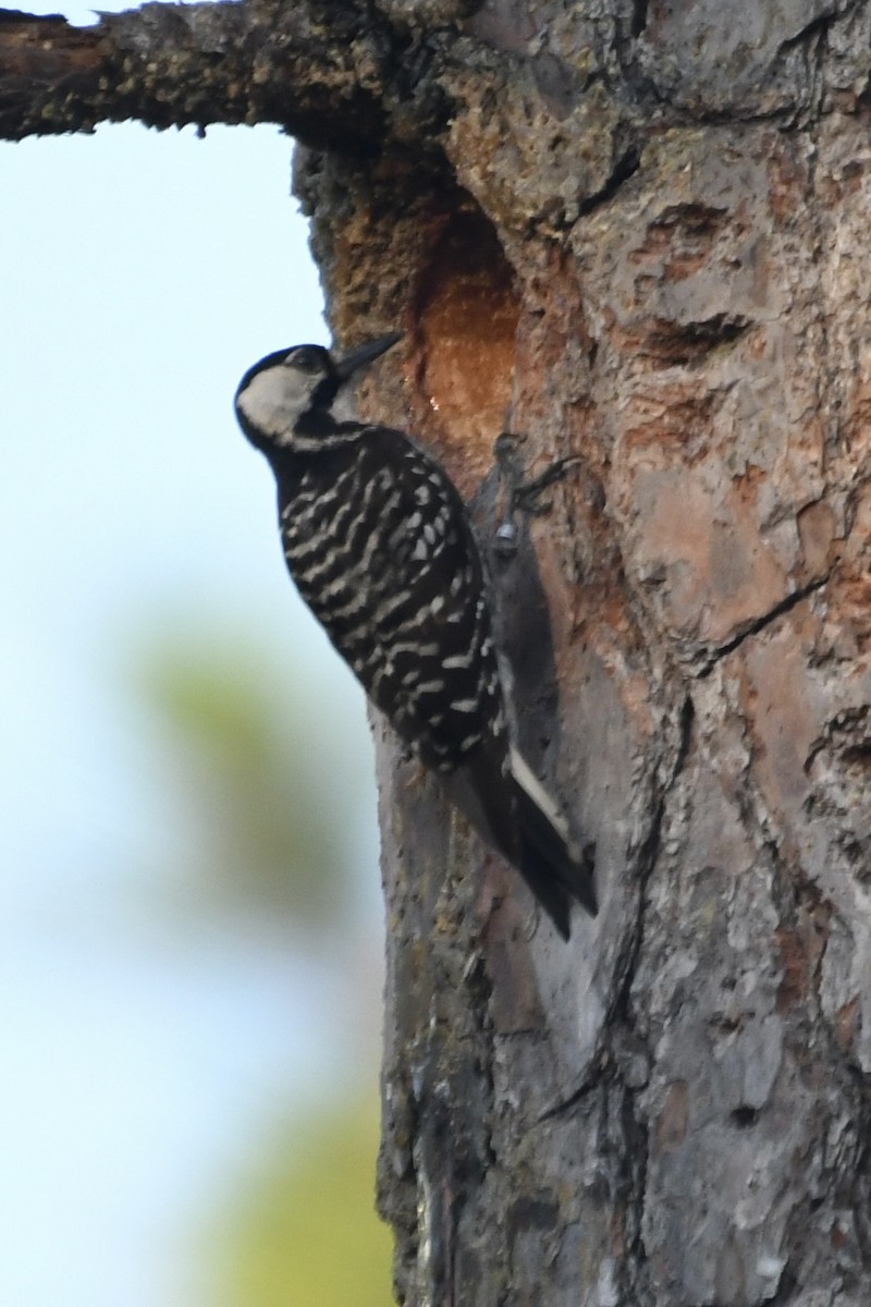 Red-cockaded Woodpecker - ML620843473