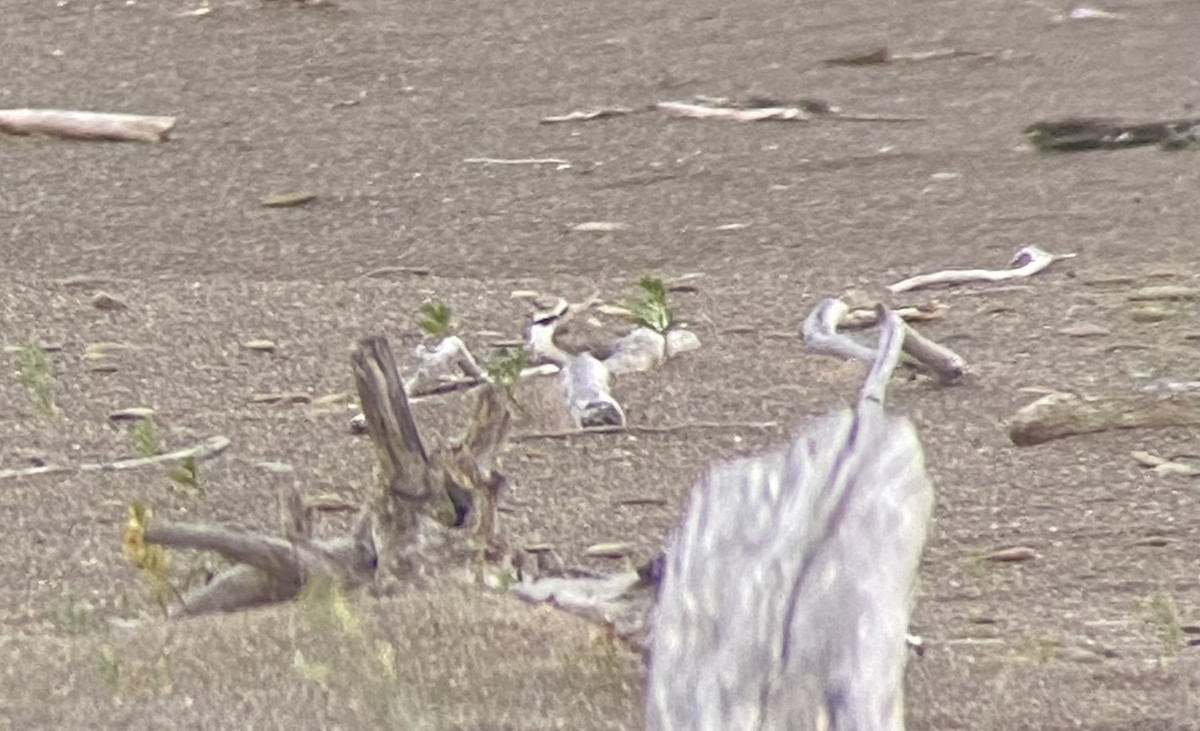 Piping Plover - ML620843475