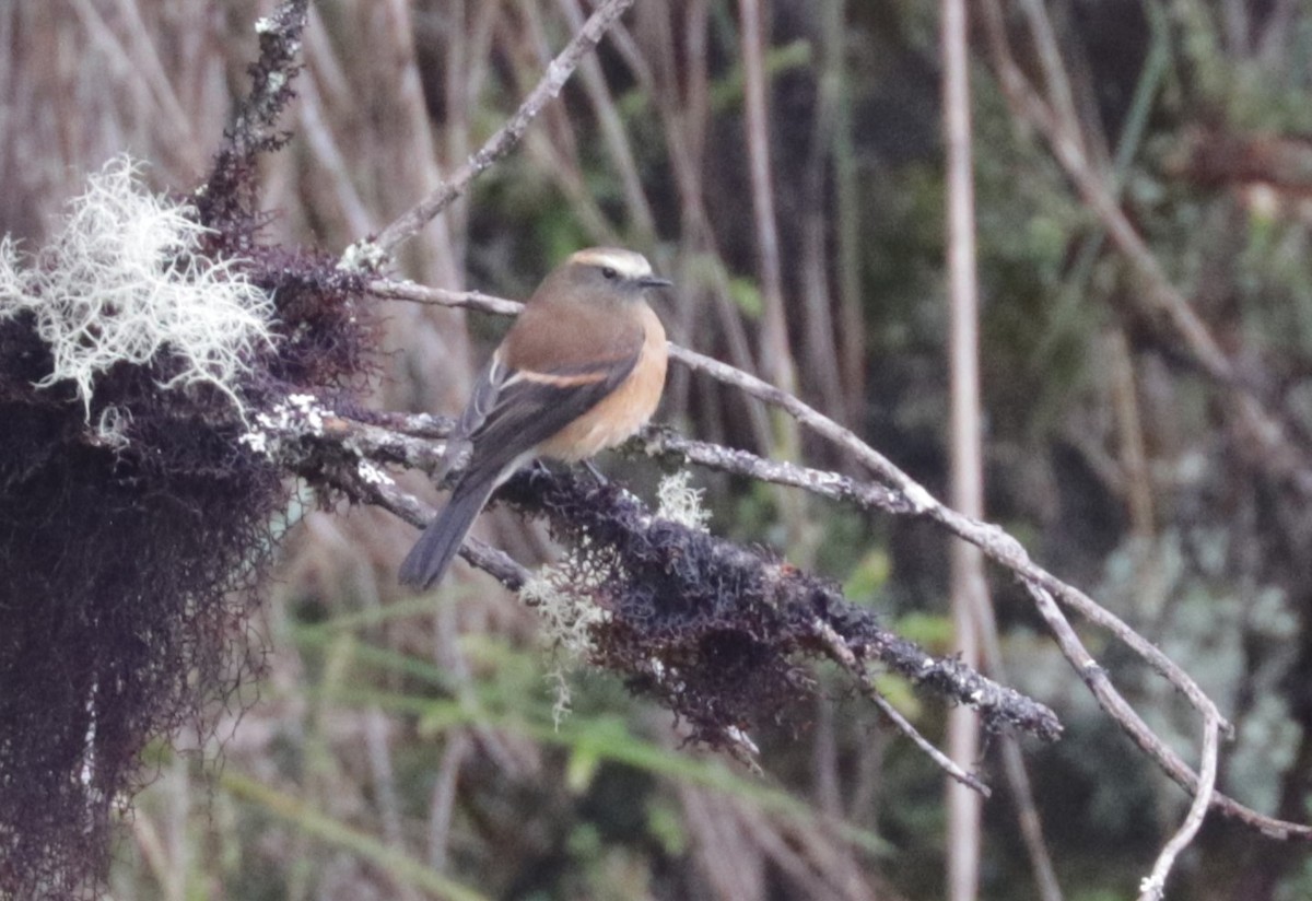 Brown-backed Chat-Tyrant - ML620843477