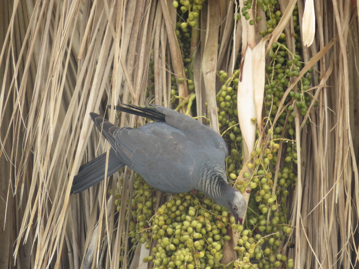 White-crowned Pigeon - ML620843490