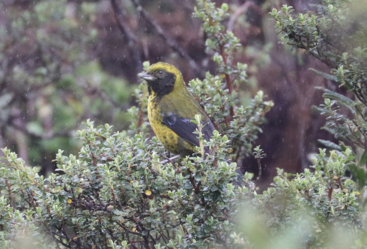 Masked Mountain Tanager - ML620843502