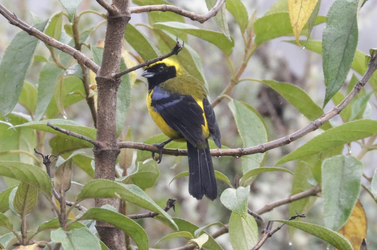 Masked Mountain Tanager - ML620843503