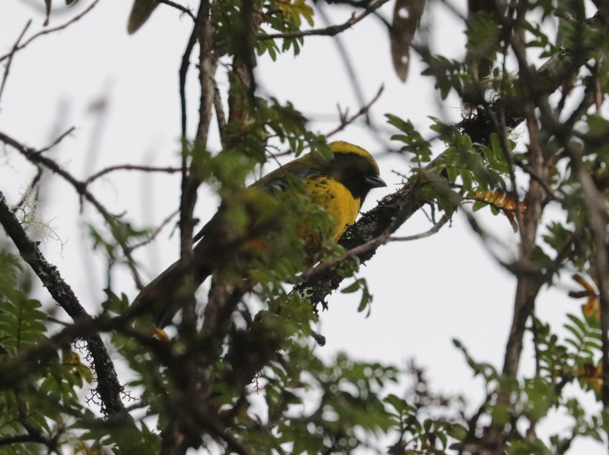 Masked Mountain Tanager - ML620843504