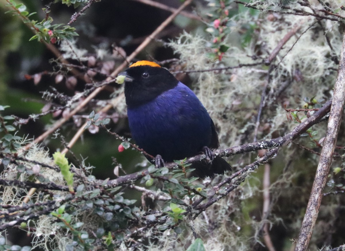 Golden-crowned Tanager - ML620843516