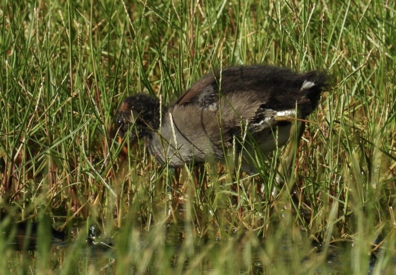 Common Gallinule - ML620843519