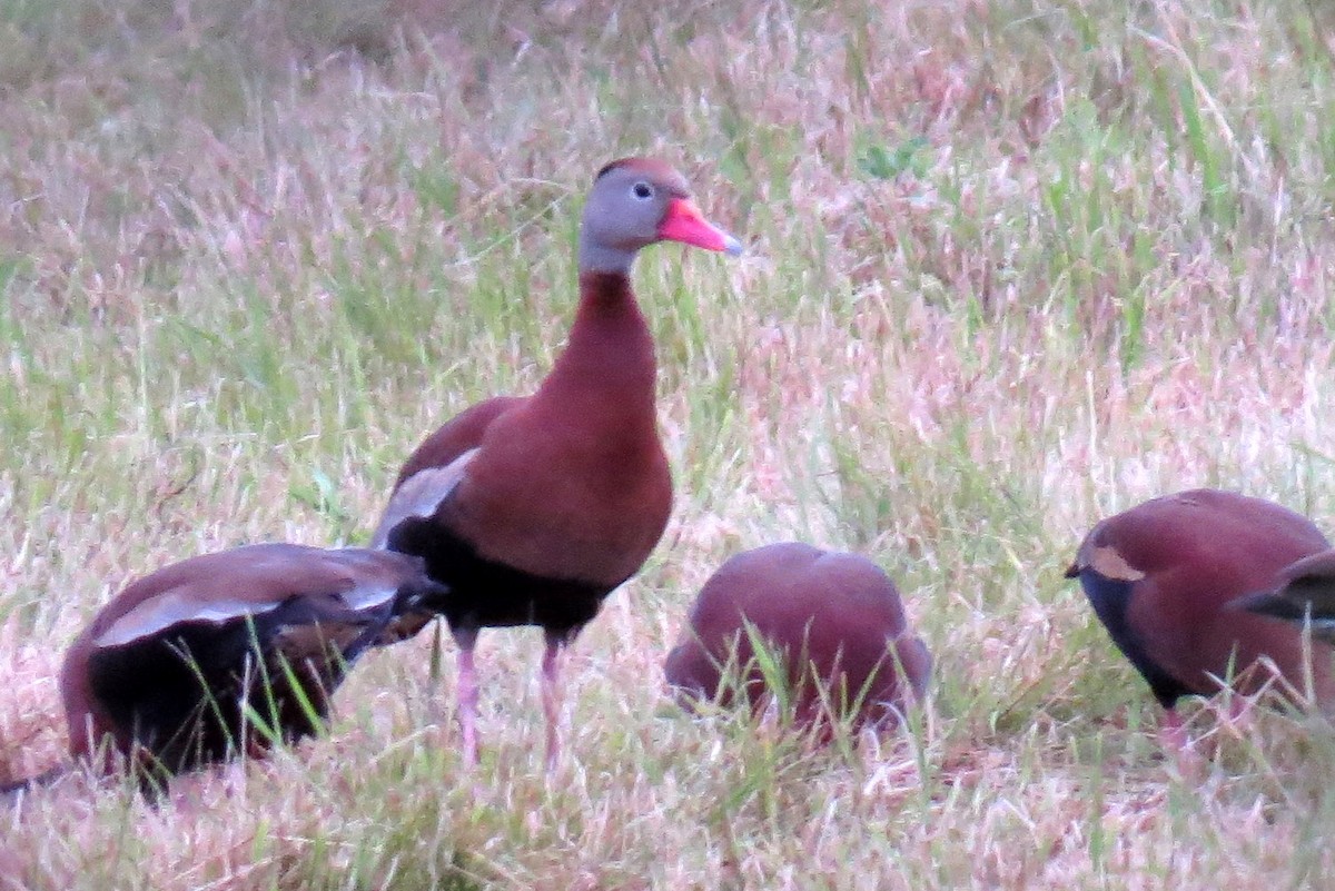 Black-bellied Whistling-Duck - ML620843526