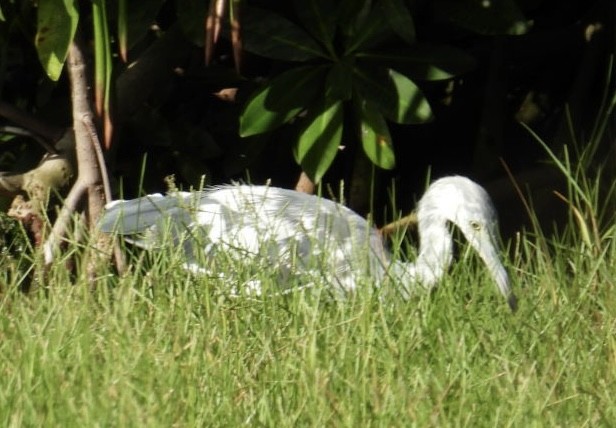 Little Blue Heron - ML620843530