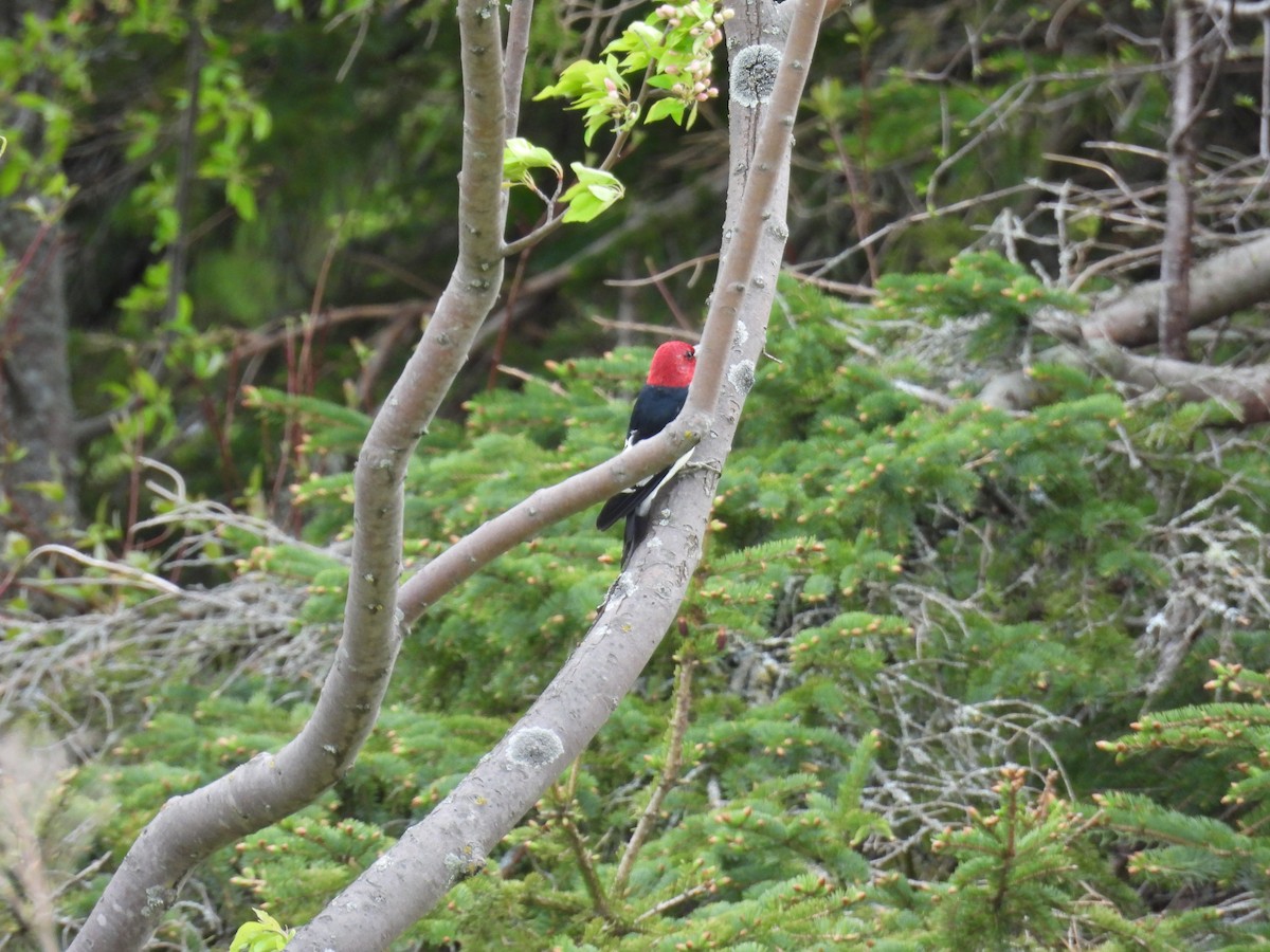 Red-headed Woodpecker - ML620843570