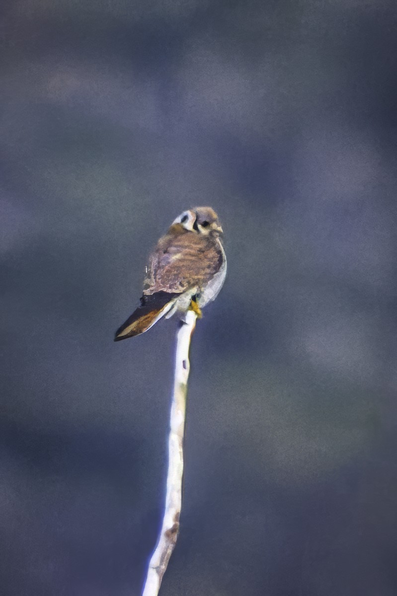 American Kestrel - ML620843585