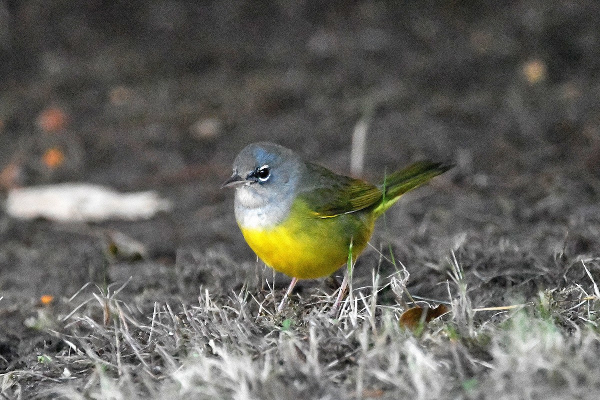 MacGillivray's Warbler - ML620843593