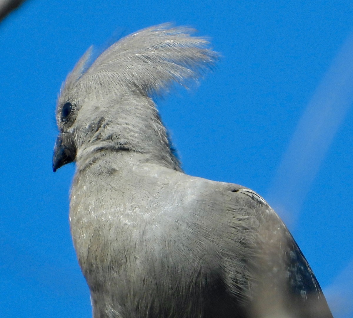 Gray Go-away-bird - ML620843599
