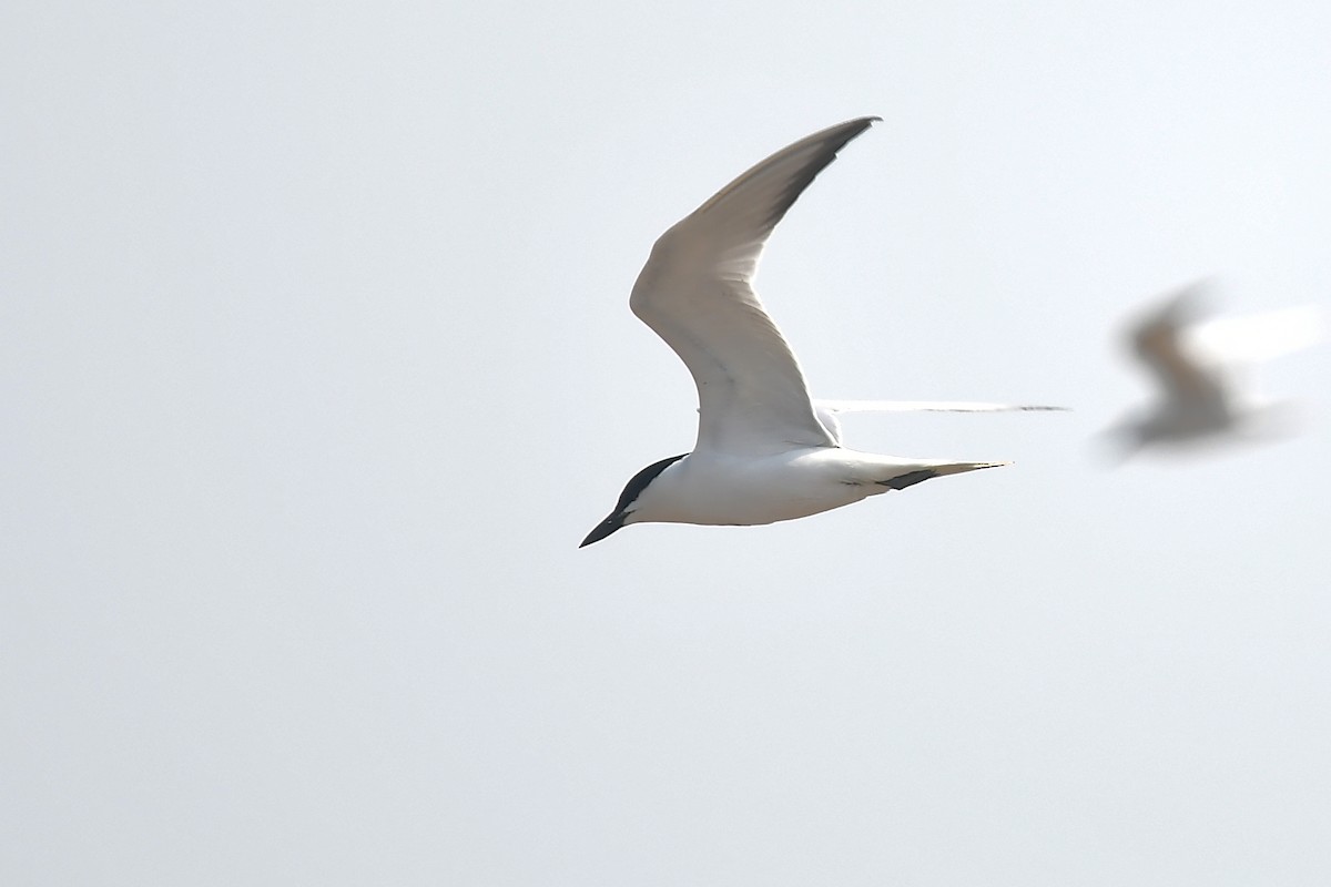 Gull-billed Tern - Joye Zhou
