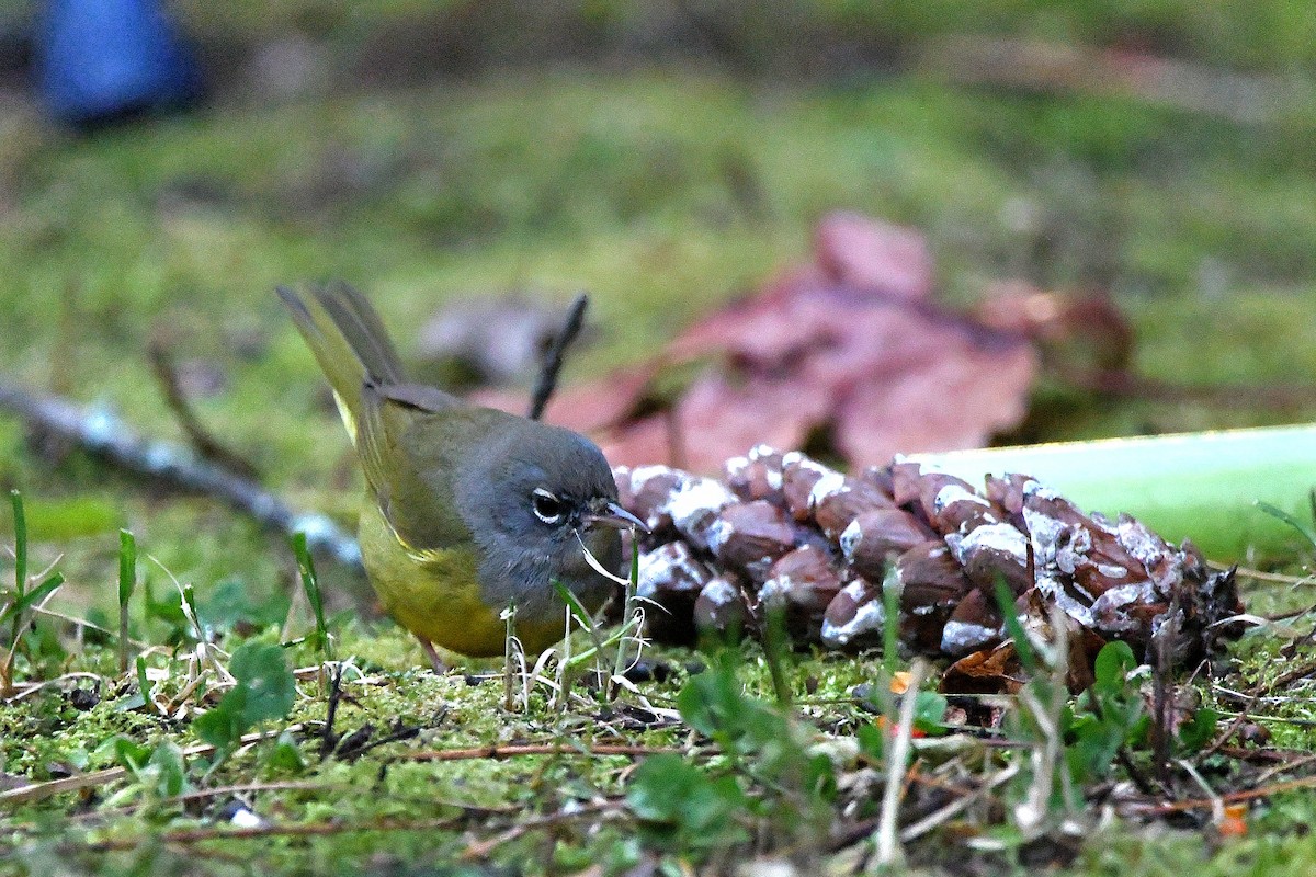 MacGillivray's Warbler - ML620843621