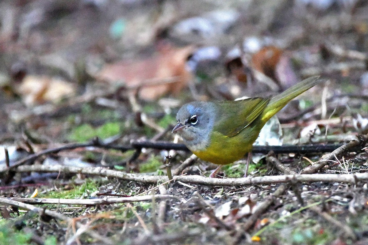 MacGillivray's Warbler - ML620843623