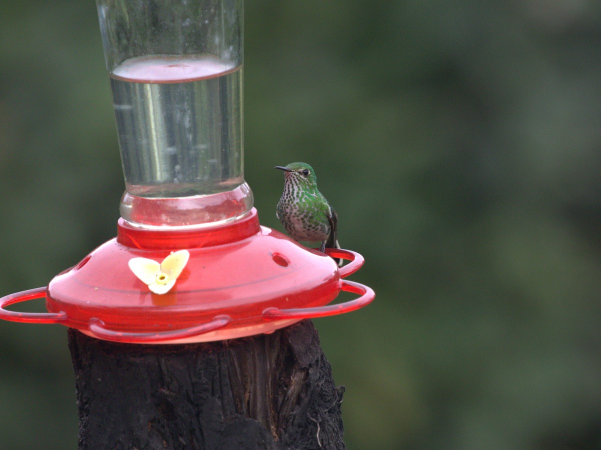 kolibřík aksamitový - ML620843624