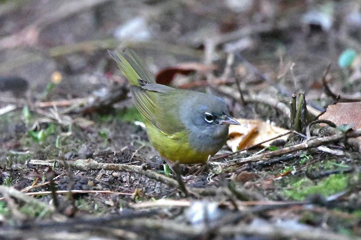 MacGillivray's Warbler - ML620843630