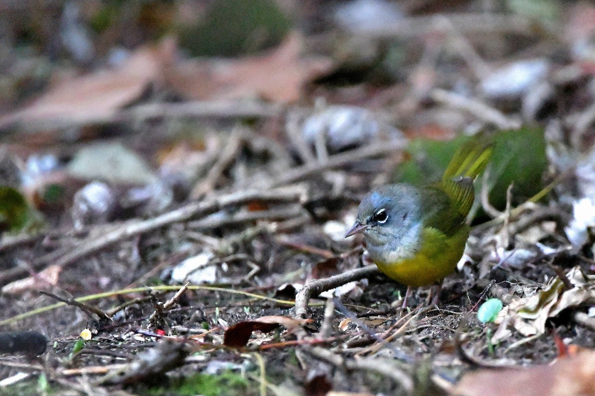 MacGillivray's Warbler - ML620843631