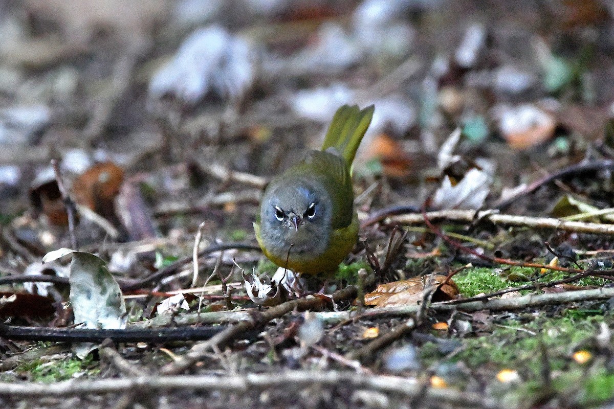 MacGillivray's Warbler - ML620843633