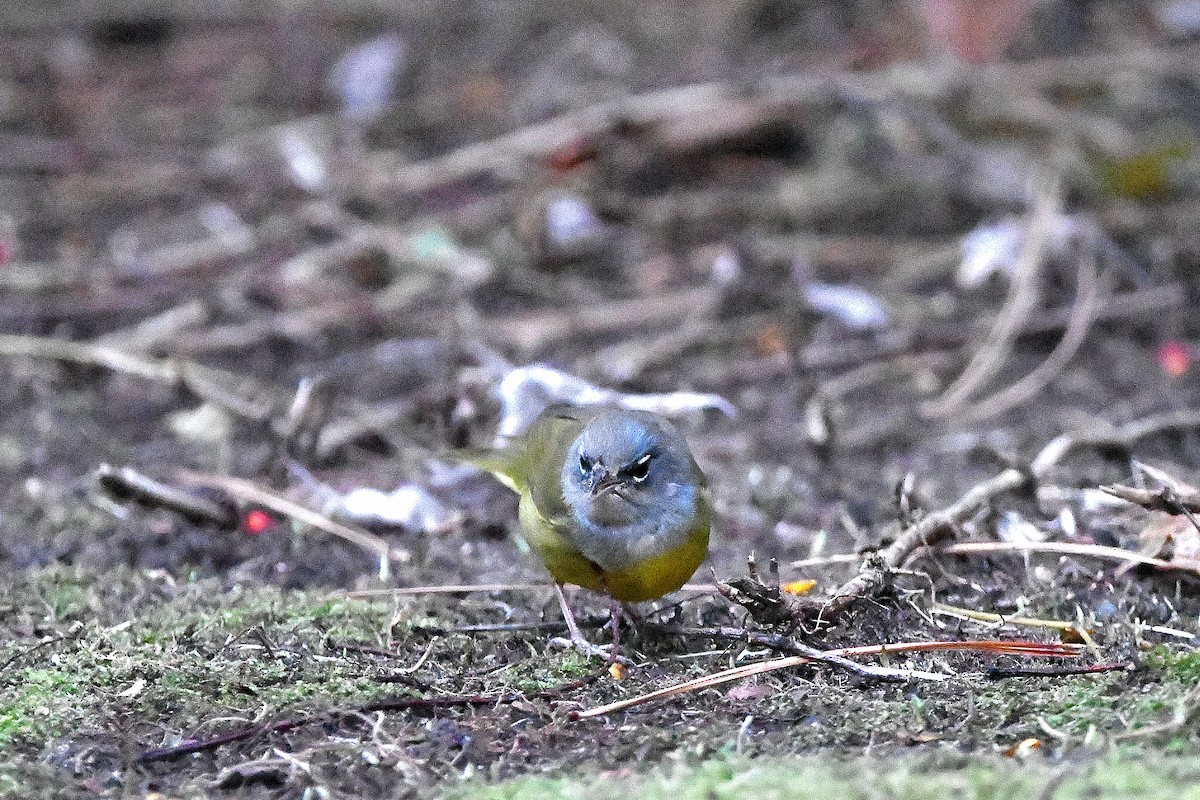 MacGillivray's Warbler - ML620843649