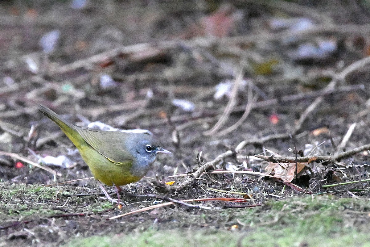 MacGillivray's Warbler - ML620843650