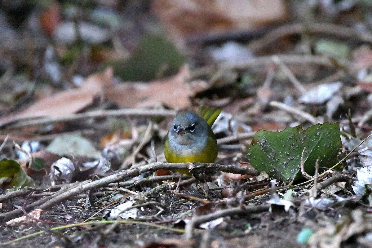 MacGillivray's Warbler - ML620843651