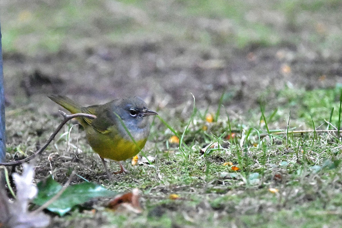 MacGillivray's Warbler - ML620843652