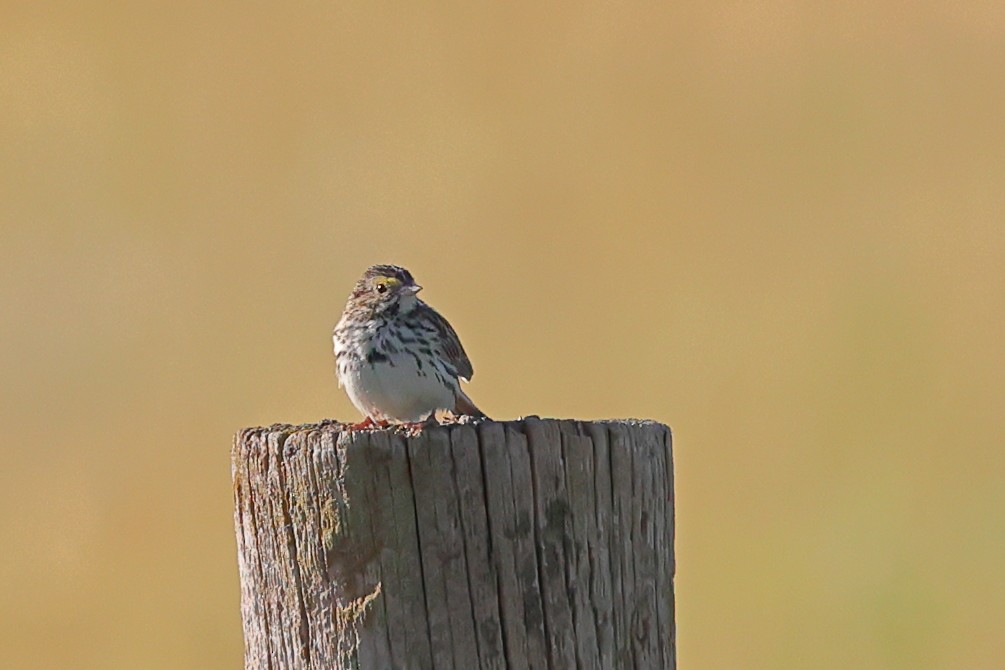 Savannah Sparrow (Savannah) - ML620843657