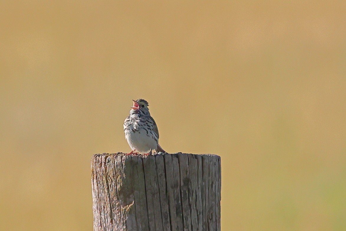 Savannah Sparrow (Savannah) - ML620843660