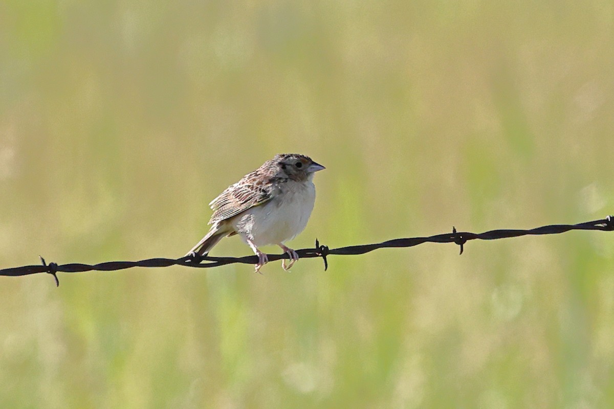 Grasshopper Sparrow - ML620843661