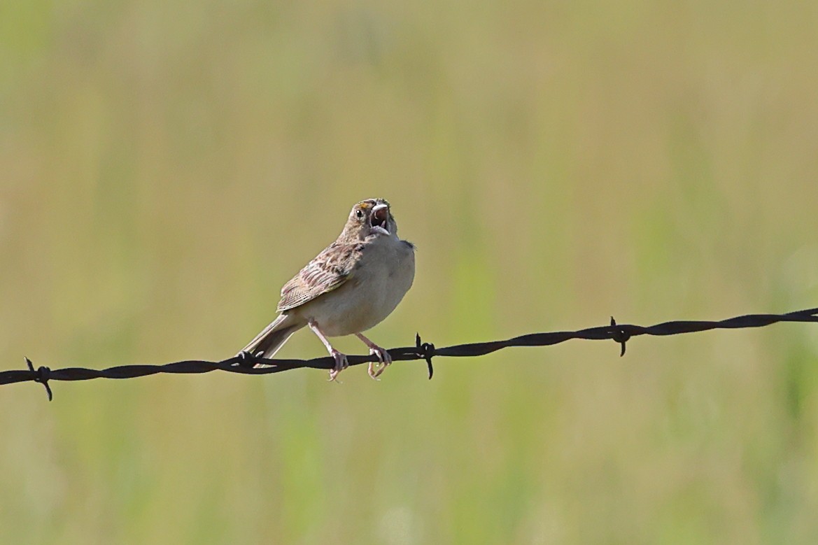Grasshopper Sparrow - ML620843662