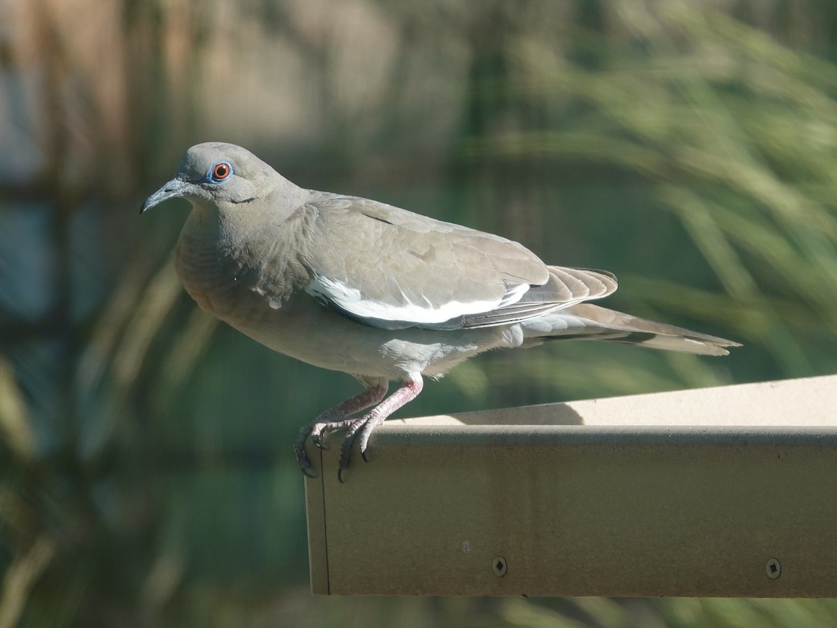 White-winged Dove - ML620843665